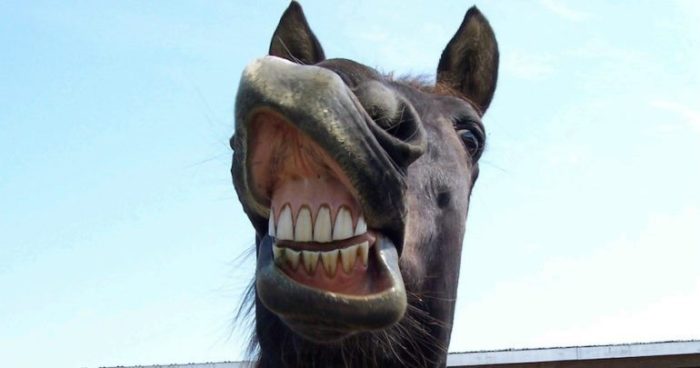 Agile Coach Types & Things About Them from Horse's Mouth